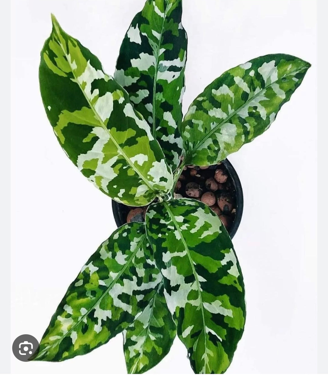 Aglaonema Pictum Tricolor for sale