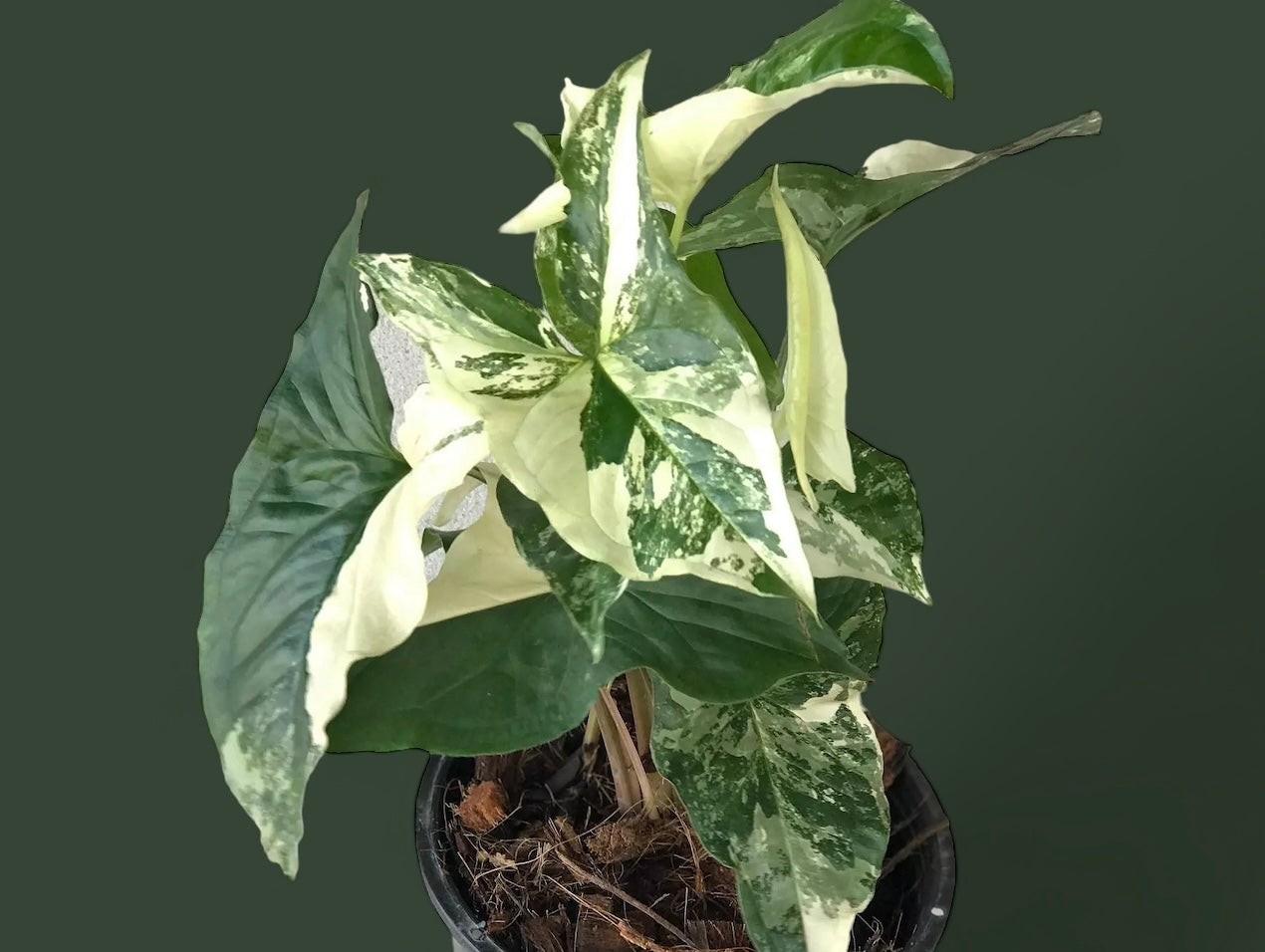 White Variegated Syngonium Albo Variegata for sale at Plant Vault