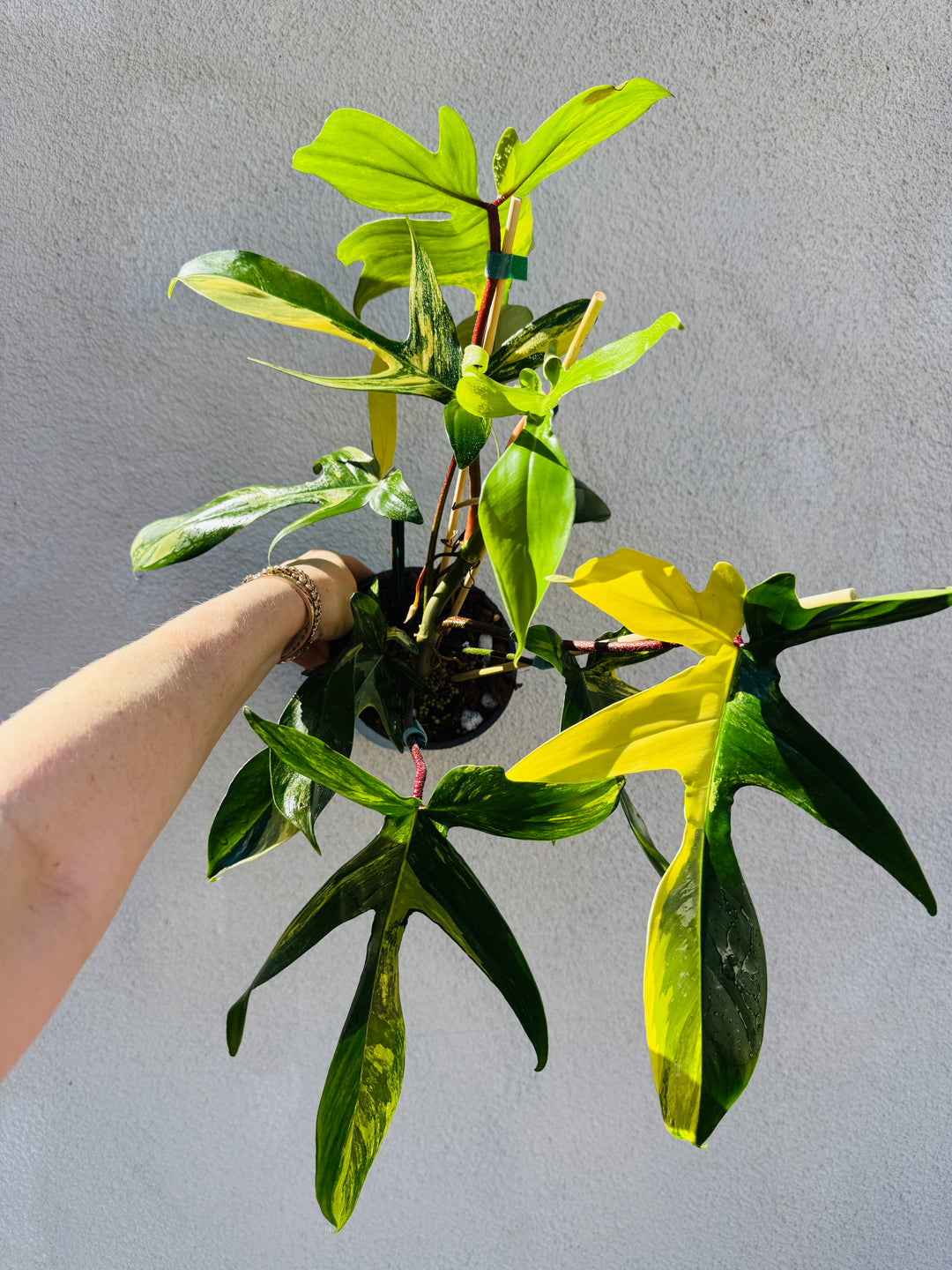 philodendron florida green vs beauty Philodendron Florida Beauty – Plant Vault