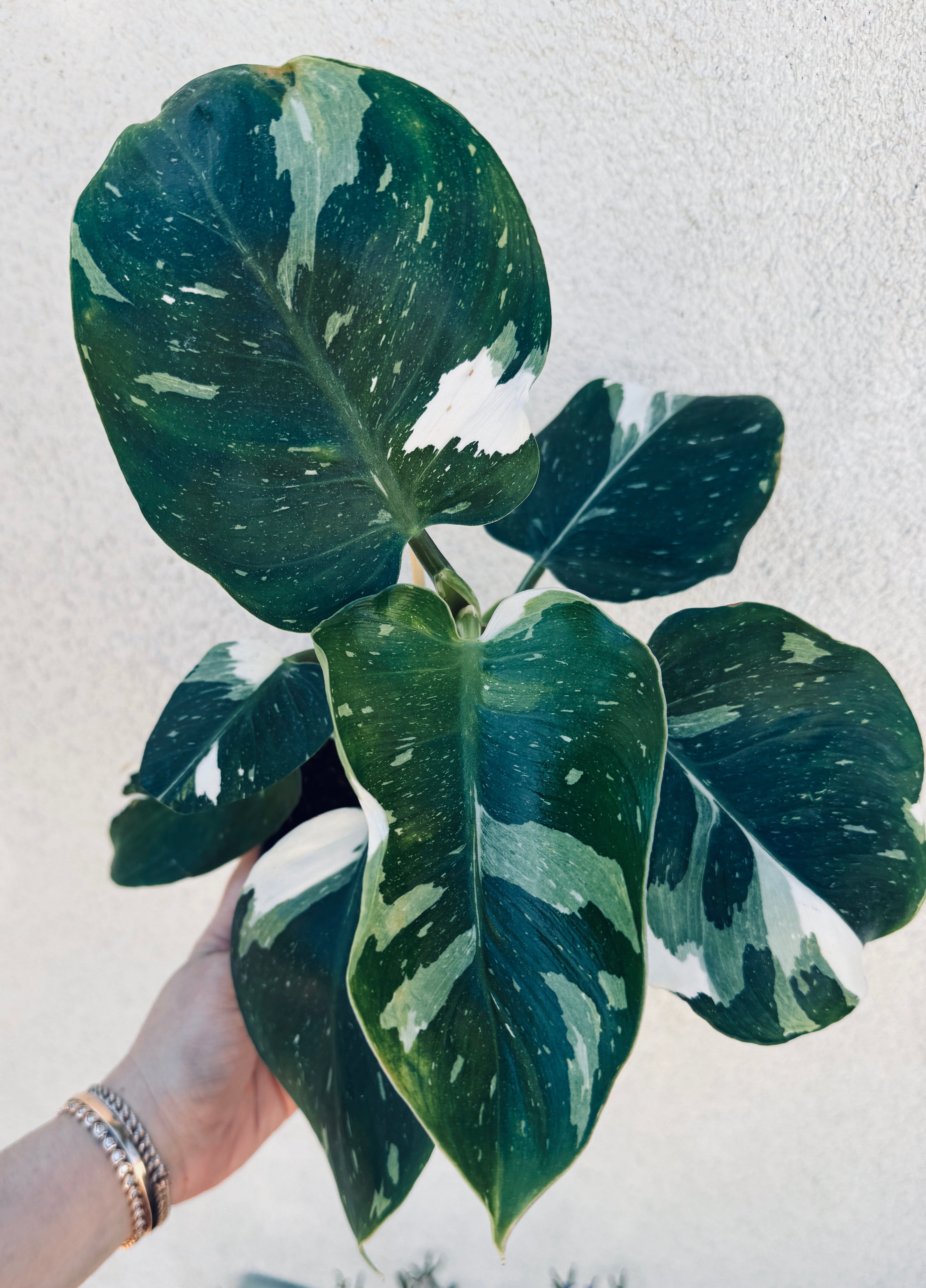 White Wizard Philodendron for sale at Plant Vault