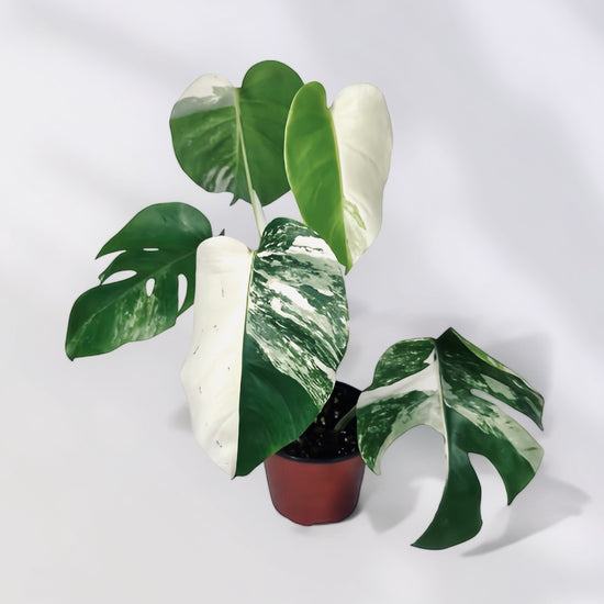 Highly Variegated Monstera Albo for sale - Plant Vault