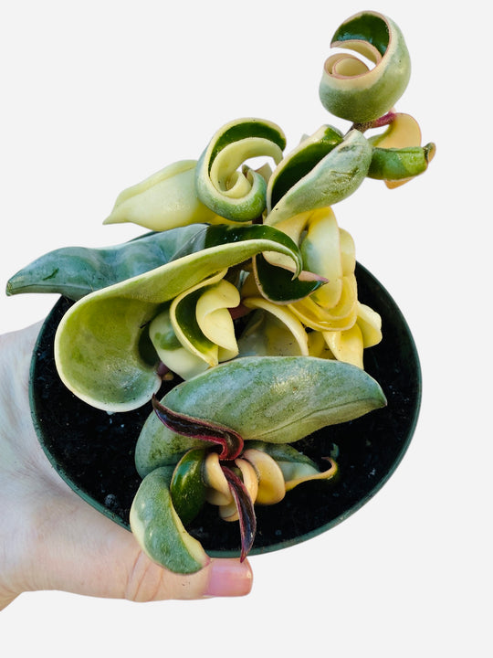 Variegated Hoya Compacta “Hindu Rope”