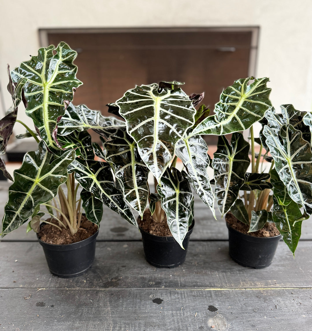 Rare Alocasia Polly for sale 