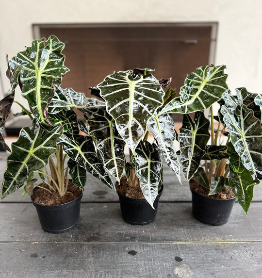 Rare Alocasia Polly for sale 