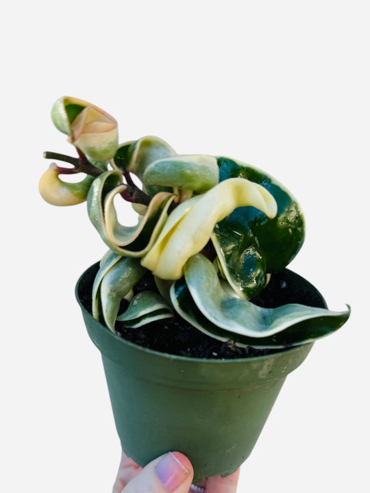 Variegated Hoya Compacta “Hindu Rope”