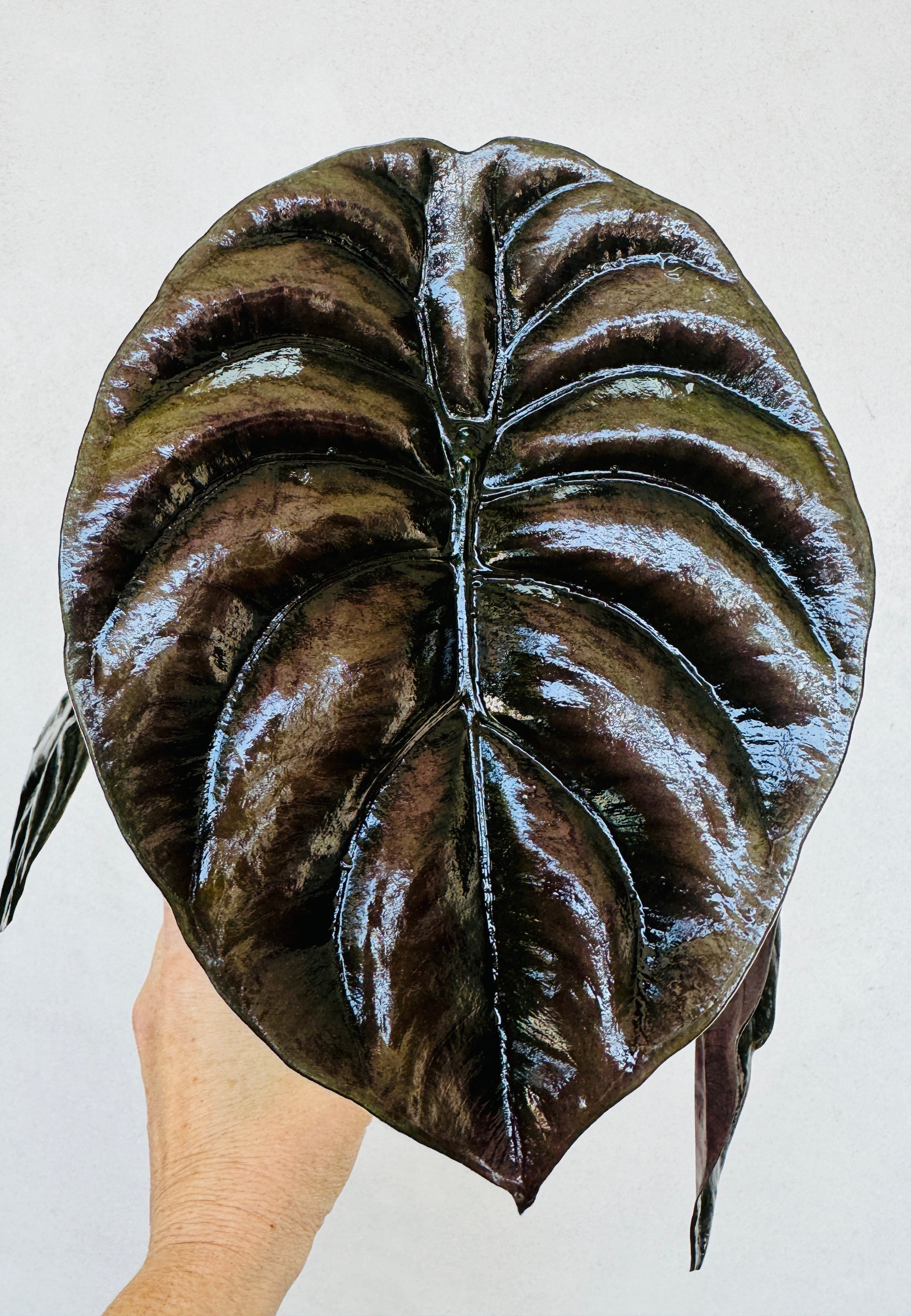 Alocasia Cuprea for sale at Plant Vault