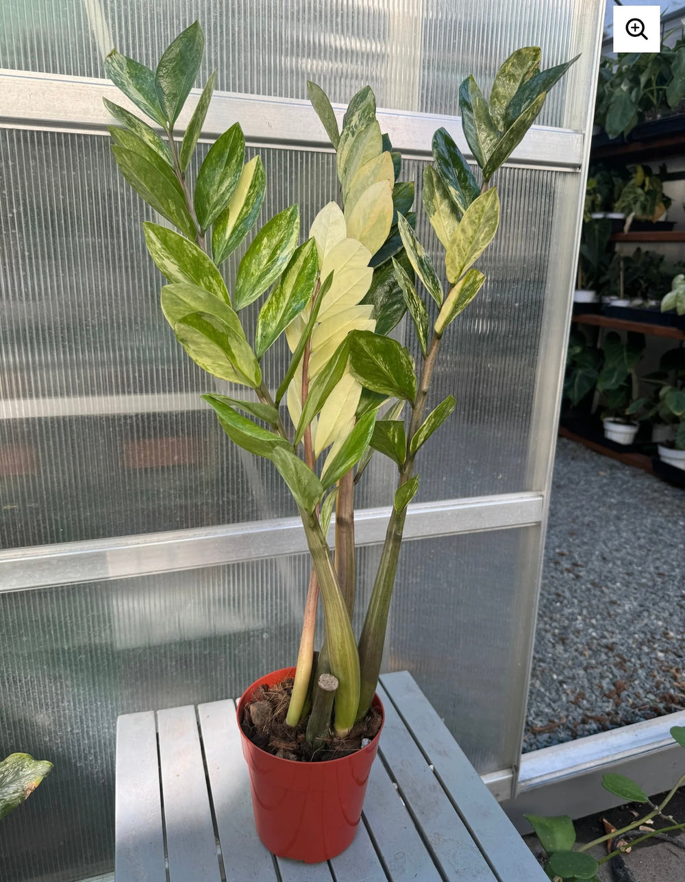 zz plant big size Variegated ZZ – Plant Vault