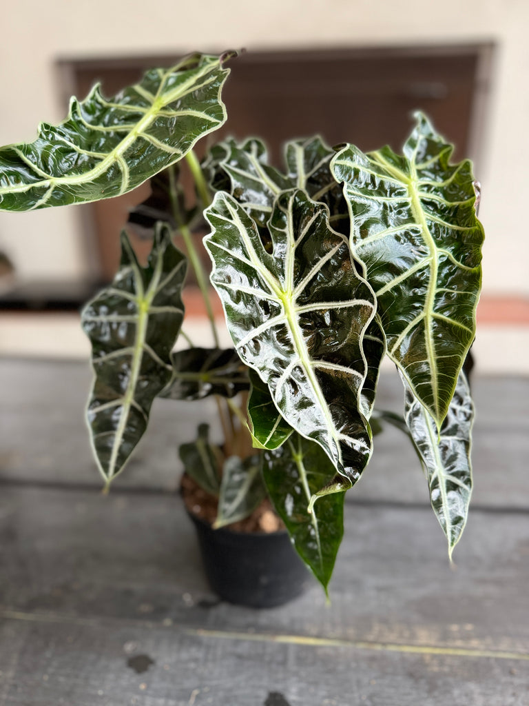 Alocasia Polly – Plant Vault