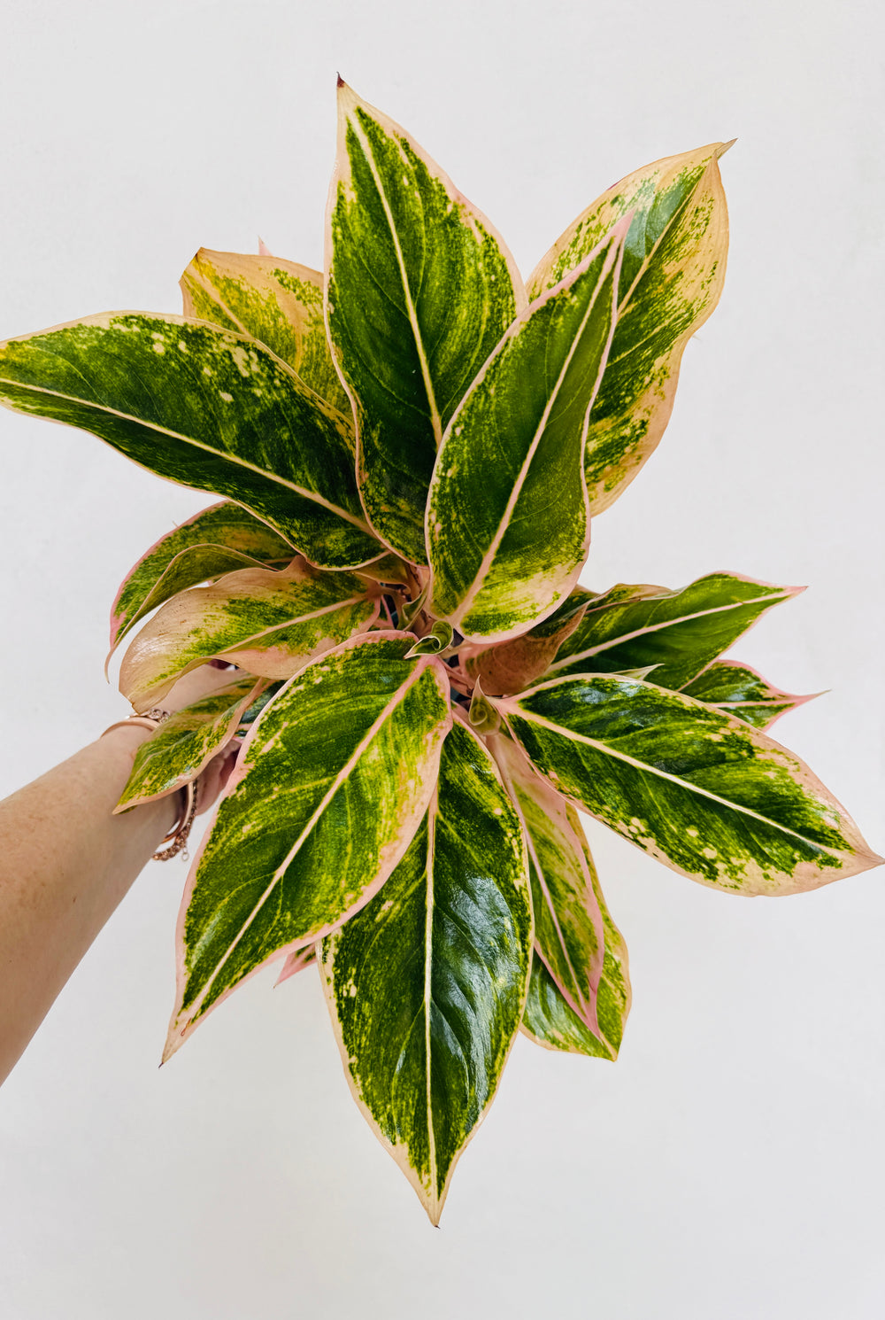 pink splash aglaonema Blushing Pink Splash Aglaonema – Plant Vault