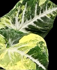 Plant Vault Syngonium Scrambled Eggs close up -rare