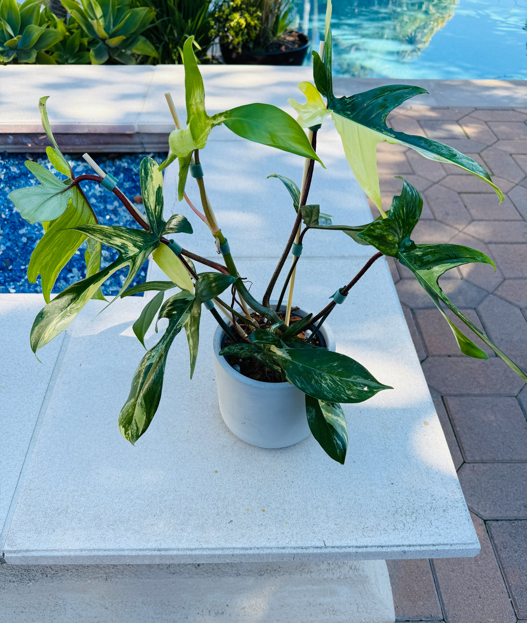 florida beauty philodendron for sale Philodendron Florida Beauty – Plant Vault