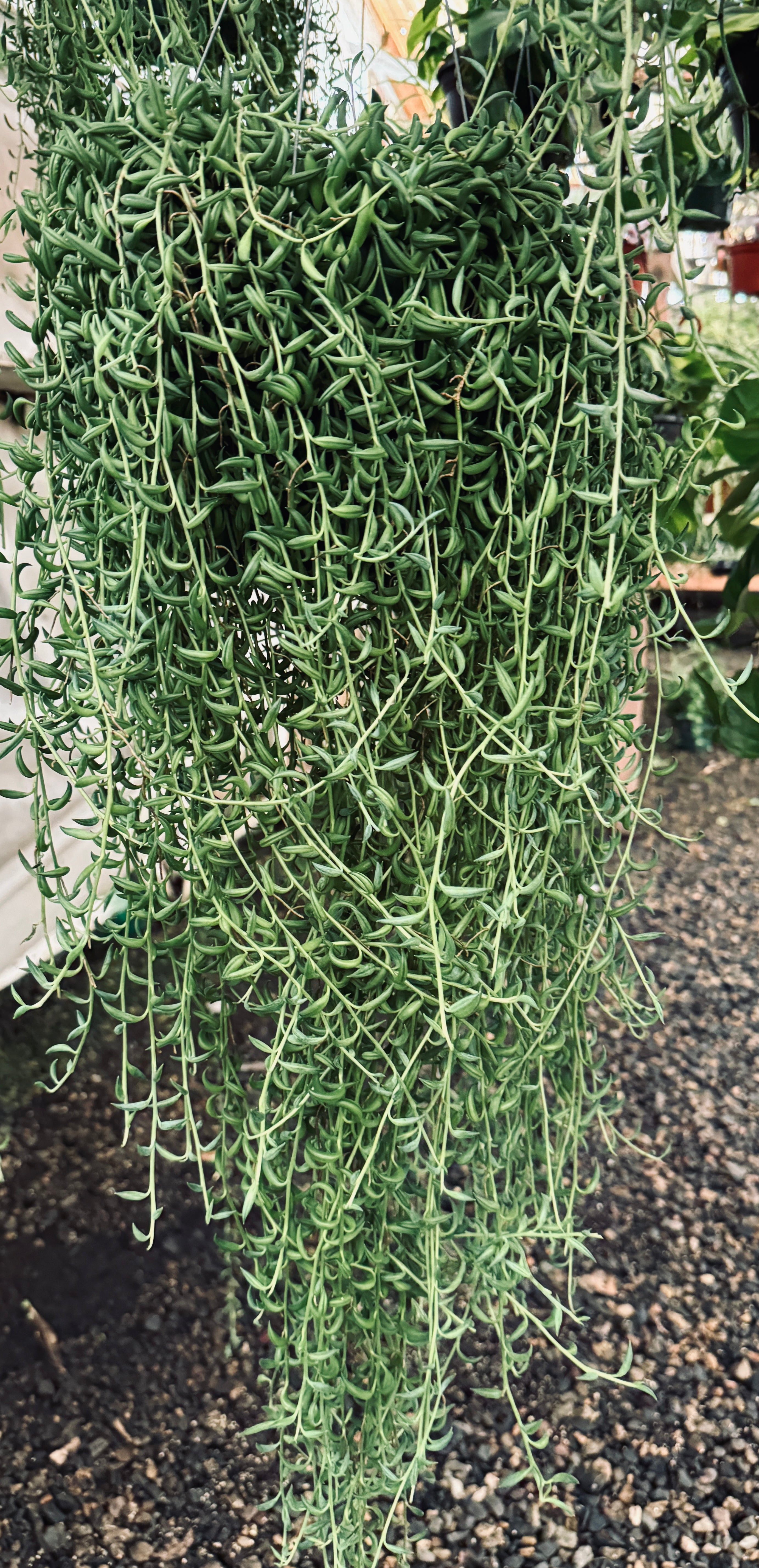 Large String of Bananas for sale at Plant Vault close