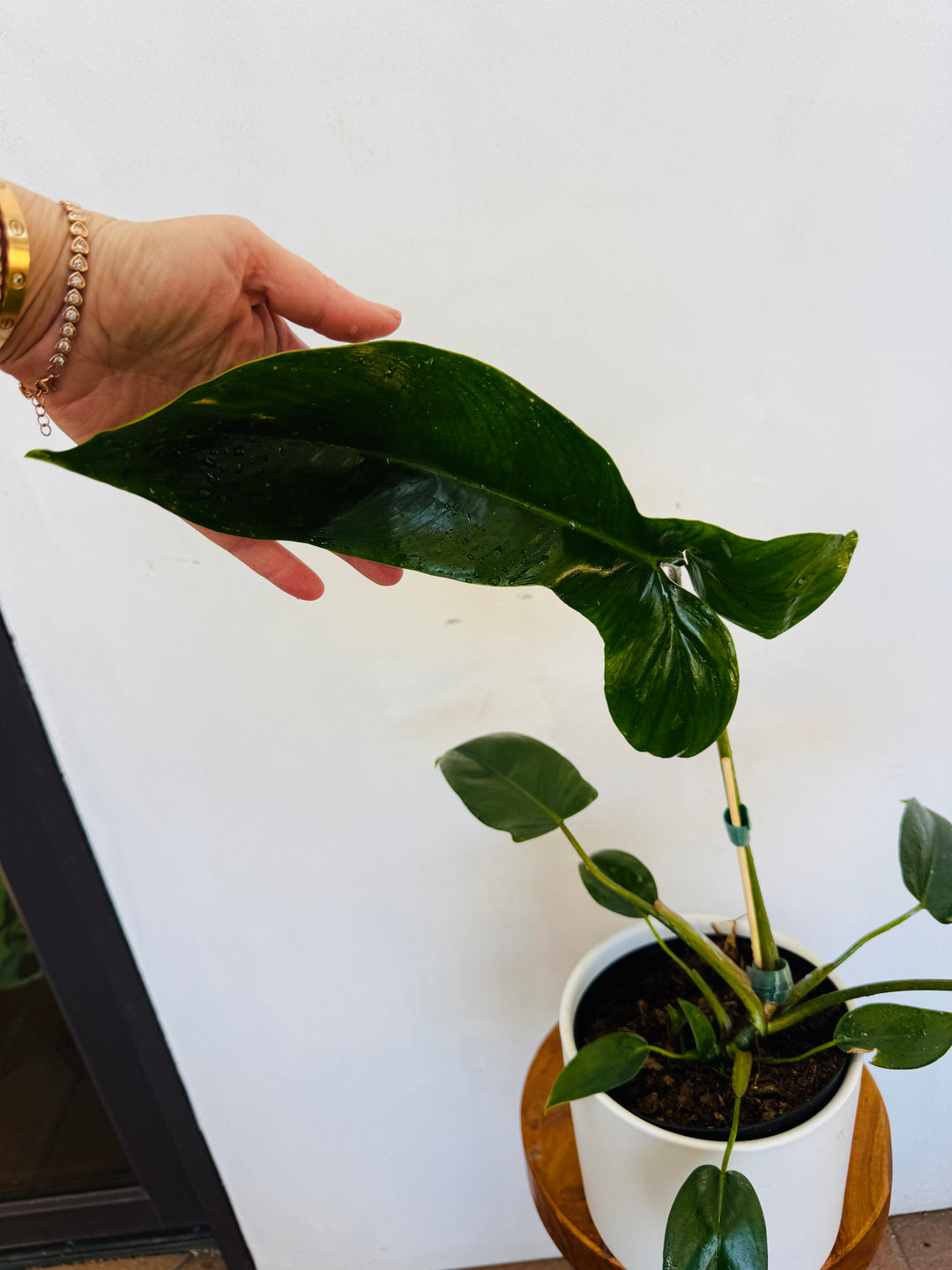Philodendron Mexicanum 