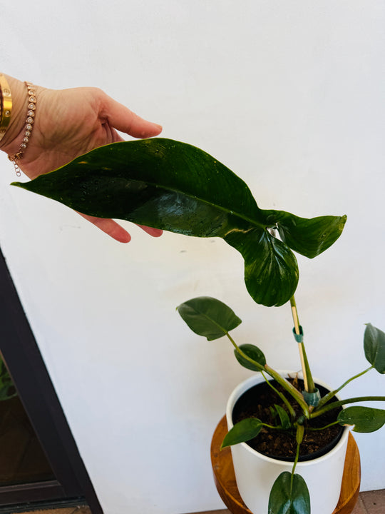 Philodendron Mexicanum 