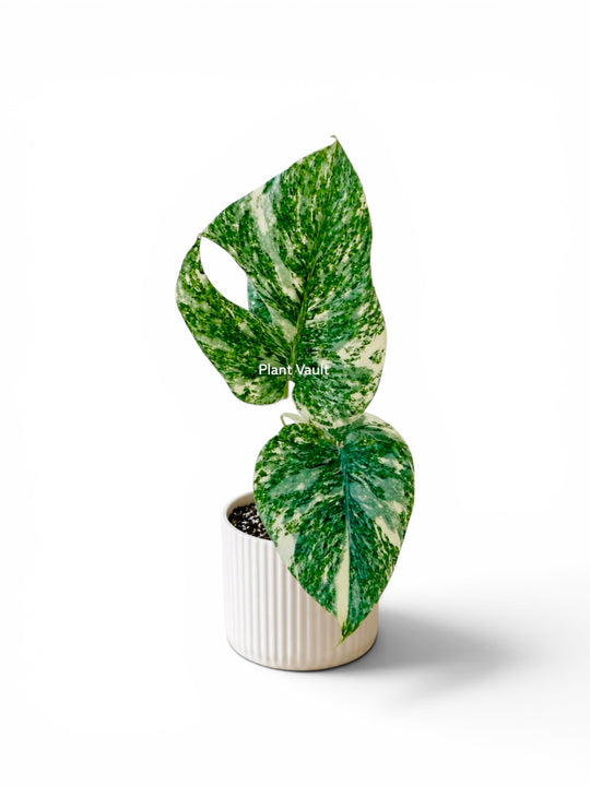 Monstera Legacy variegated monstera