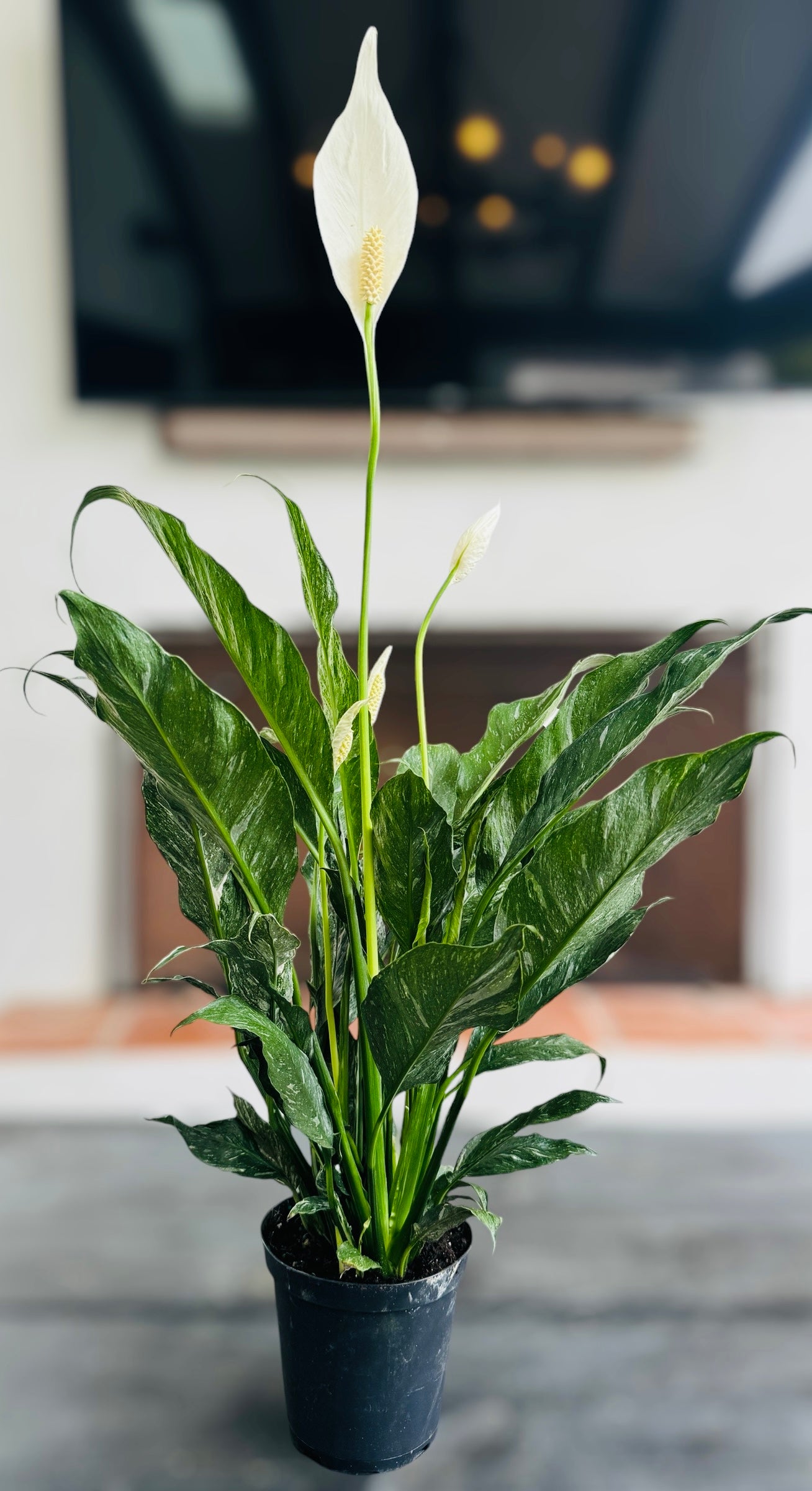 Variegated Albo Peace Lily ‘Domino’ for sale at Plant Vault 