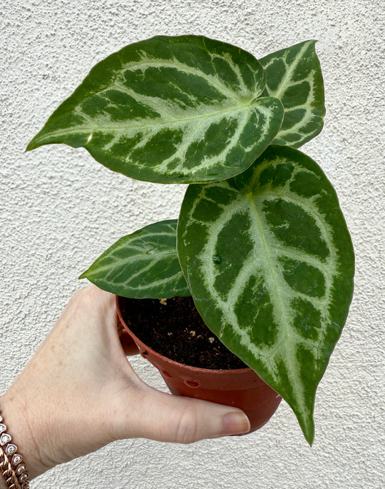 Anthurium Silver Blush