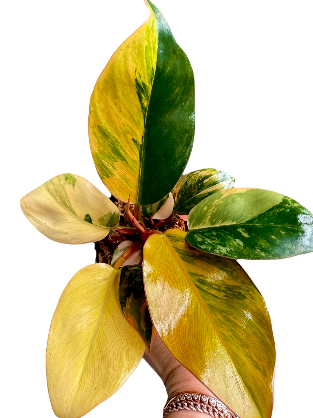 philodendron congo red variegated Philodendron 'Red Congo' variegated (wk17-G)