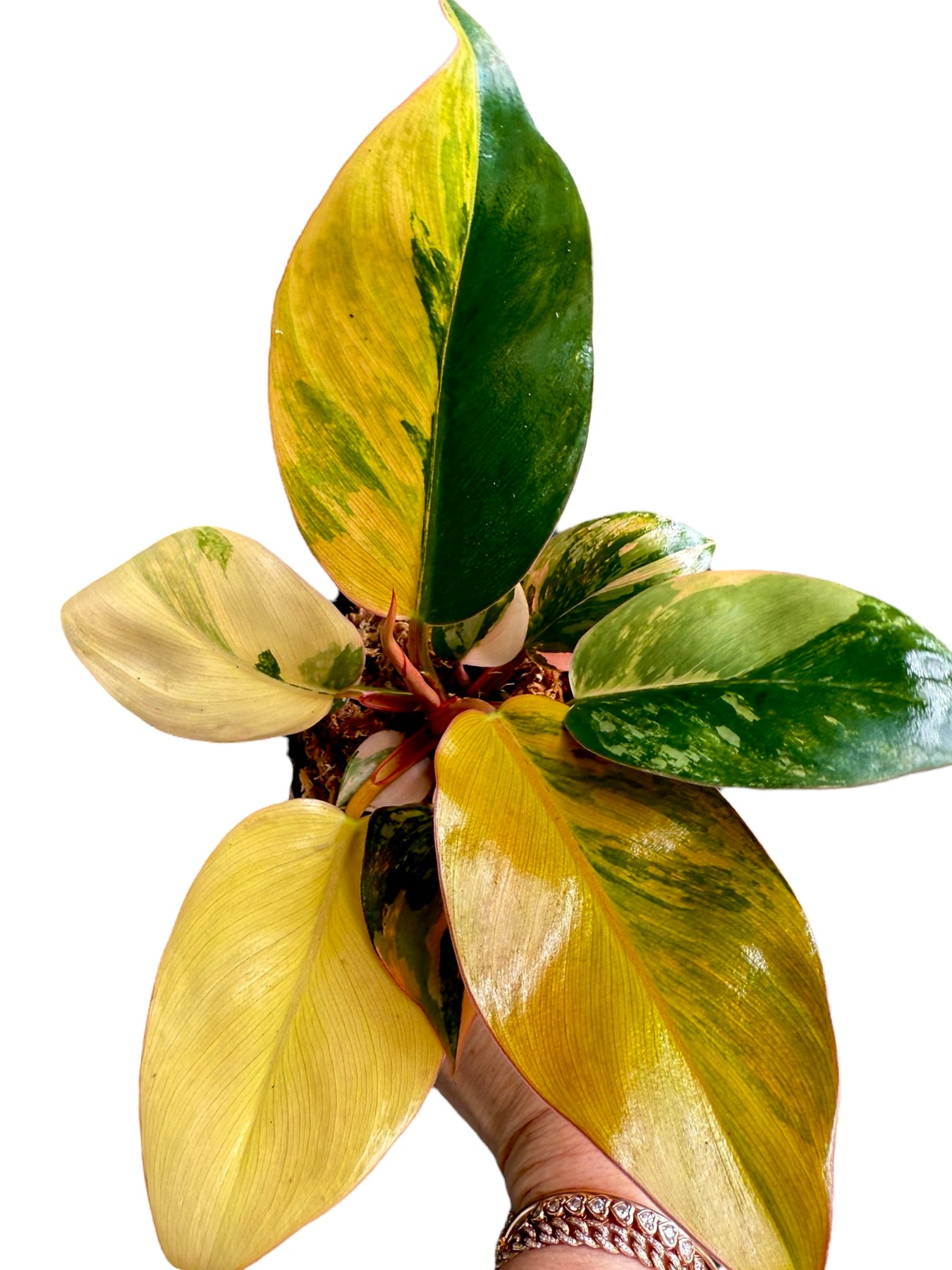 philodendron expensive Philodendron Red Congo variegated 1.7" Plantlet (U40)