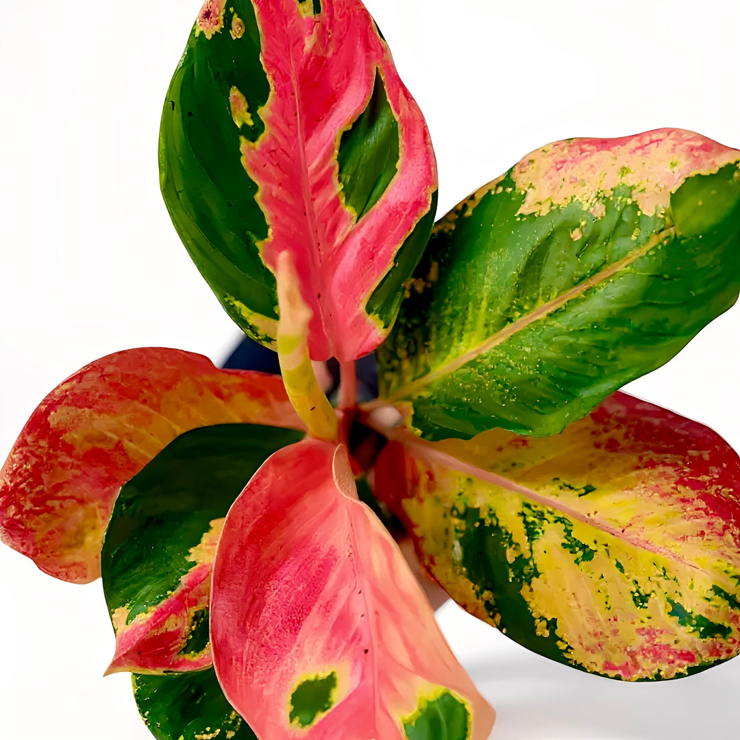Aglaonema Hello Kitty up close 