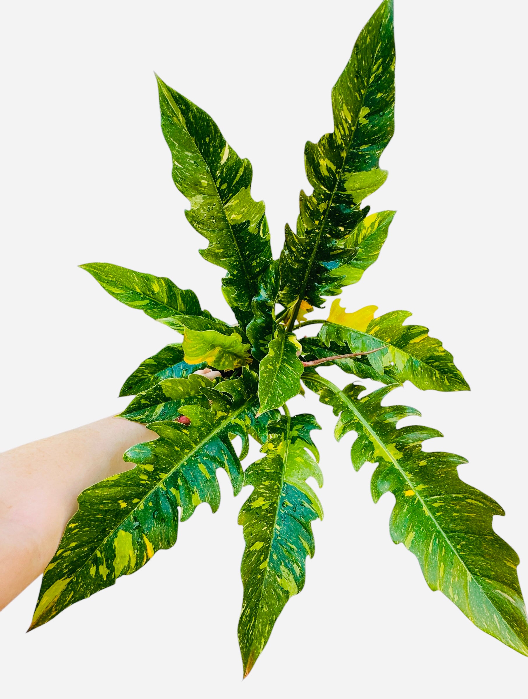 Ring of Fire Philodendron for sale at Plant Vault
