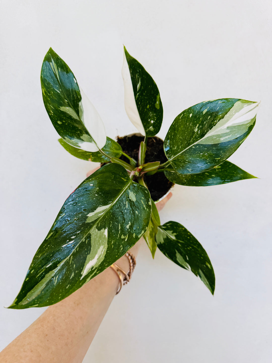princess philodendron for sale Philodendron White Princess | 4" Pot