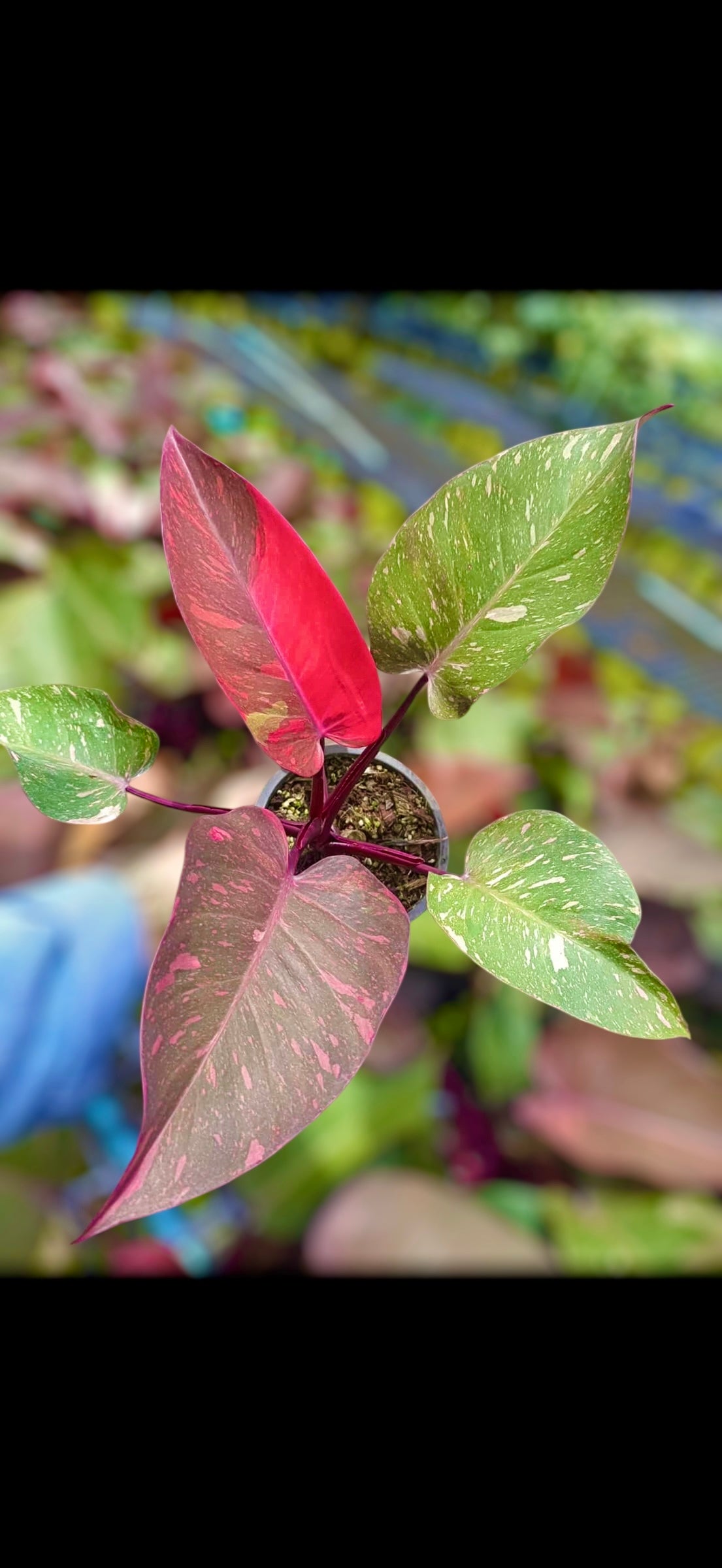 Philodendron Marbled Orange Princess Variegated - Thumbnail 4