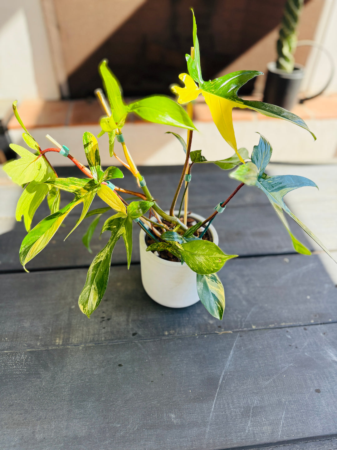 philodendron florida beauty flower Philodendron Florida Beauty – Plant Vault