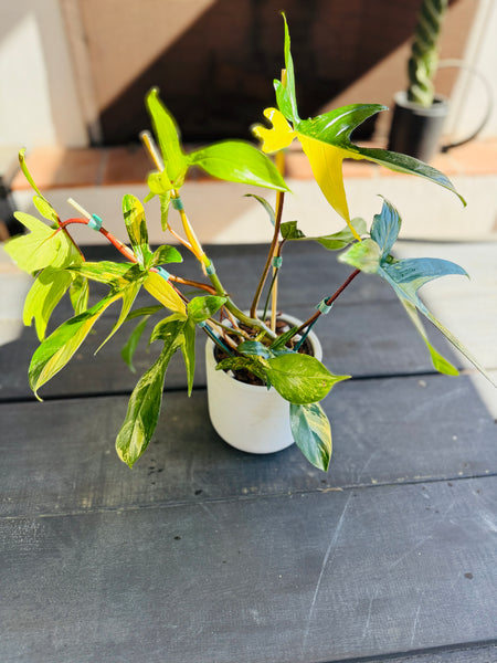 Philodendron Florida Beauty  Plant Vault