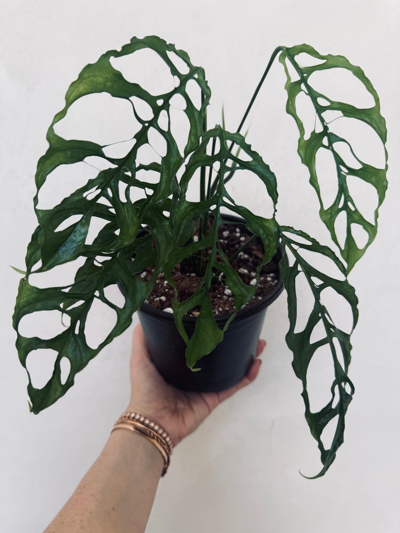 monstera adansonii vs obliqua Monstera Obliqua – Plant Vault