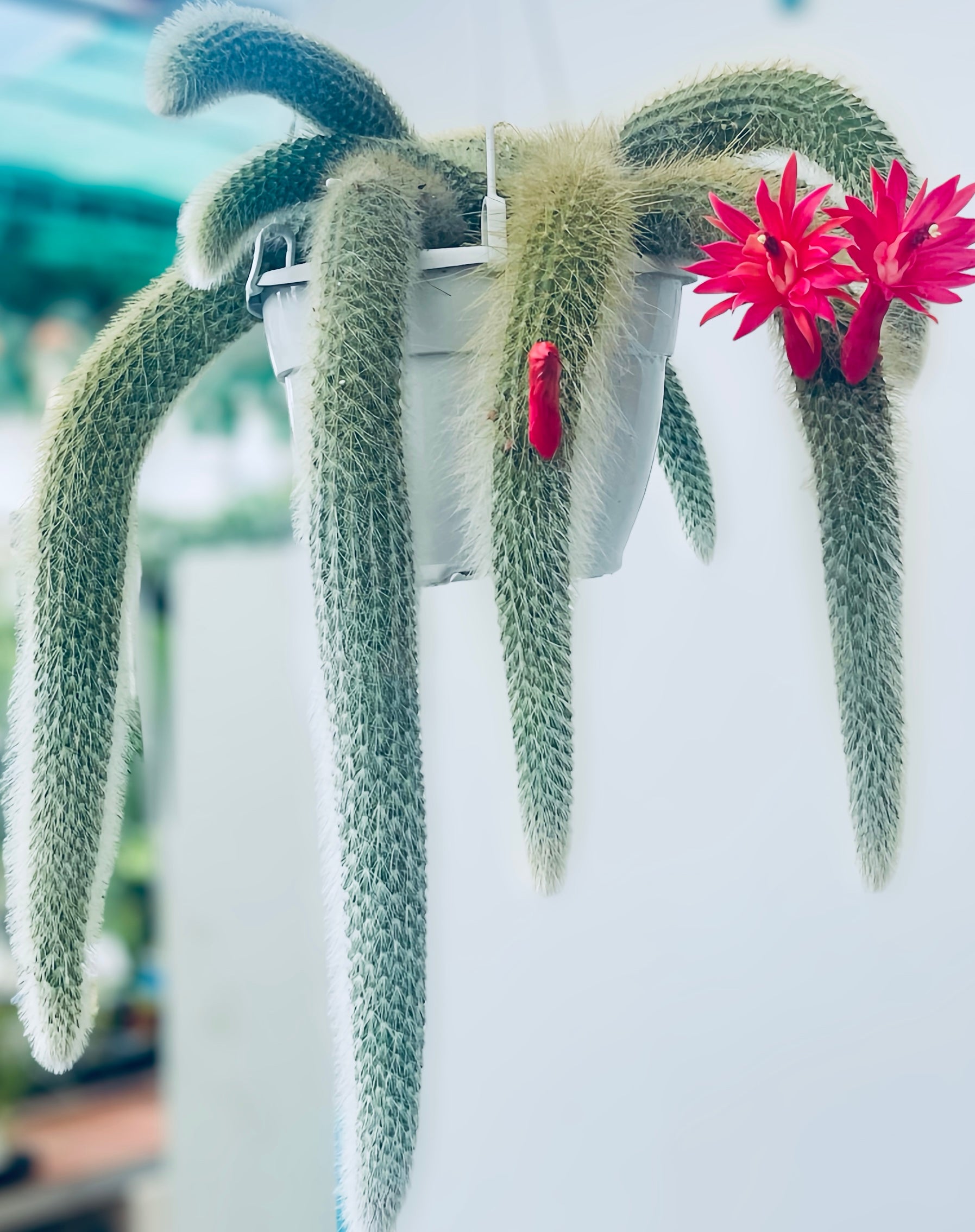 Monkey Tail Cactus for sale at Plant Vault close