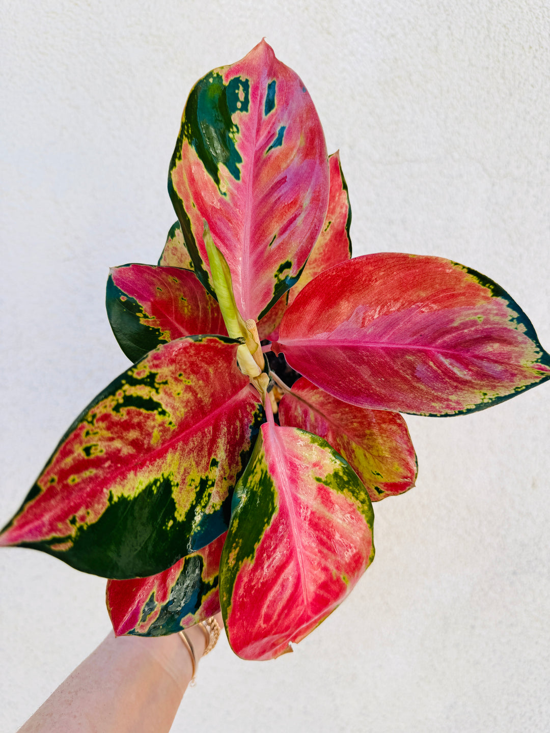 Aglaonema Hello Kitty for sale at Plant Vault