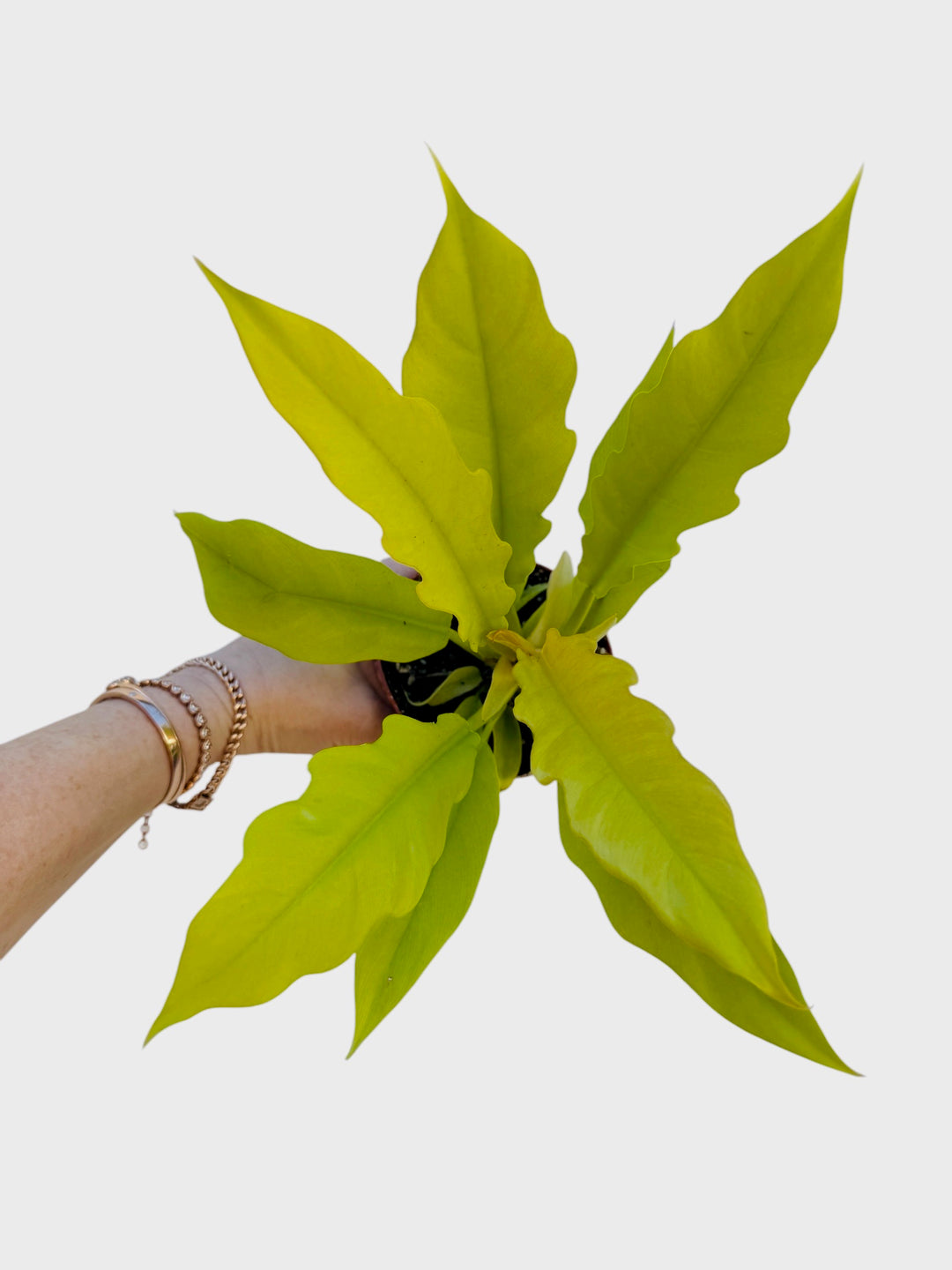 philodendron golden gator Philodendron Golden Crocodile in 4” Pot – Tropical Houseplant – Plant Vault