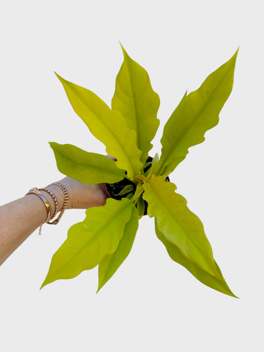 Golden Crocodile Philodendron for sale at Plant Vault