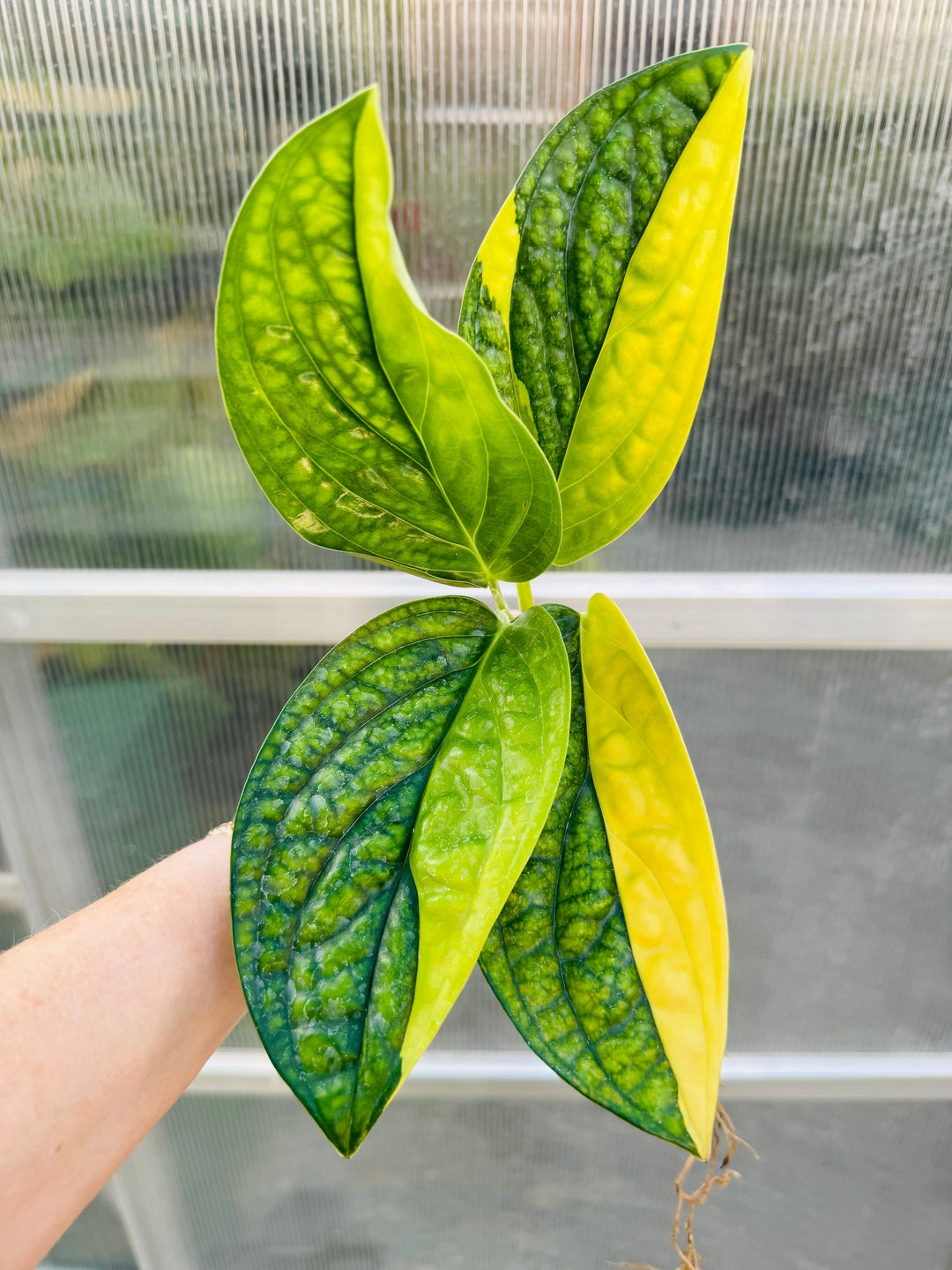 monstera peru mature Variegated Monstera Peru – Plant Vault