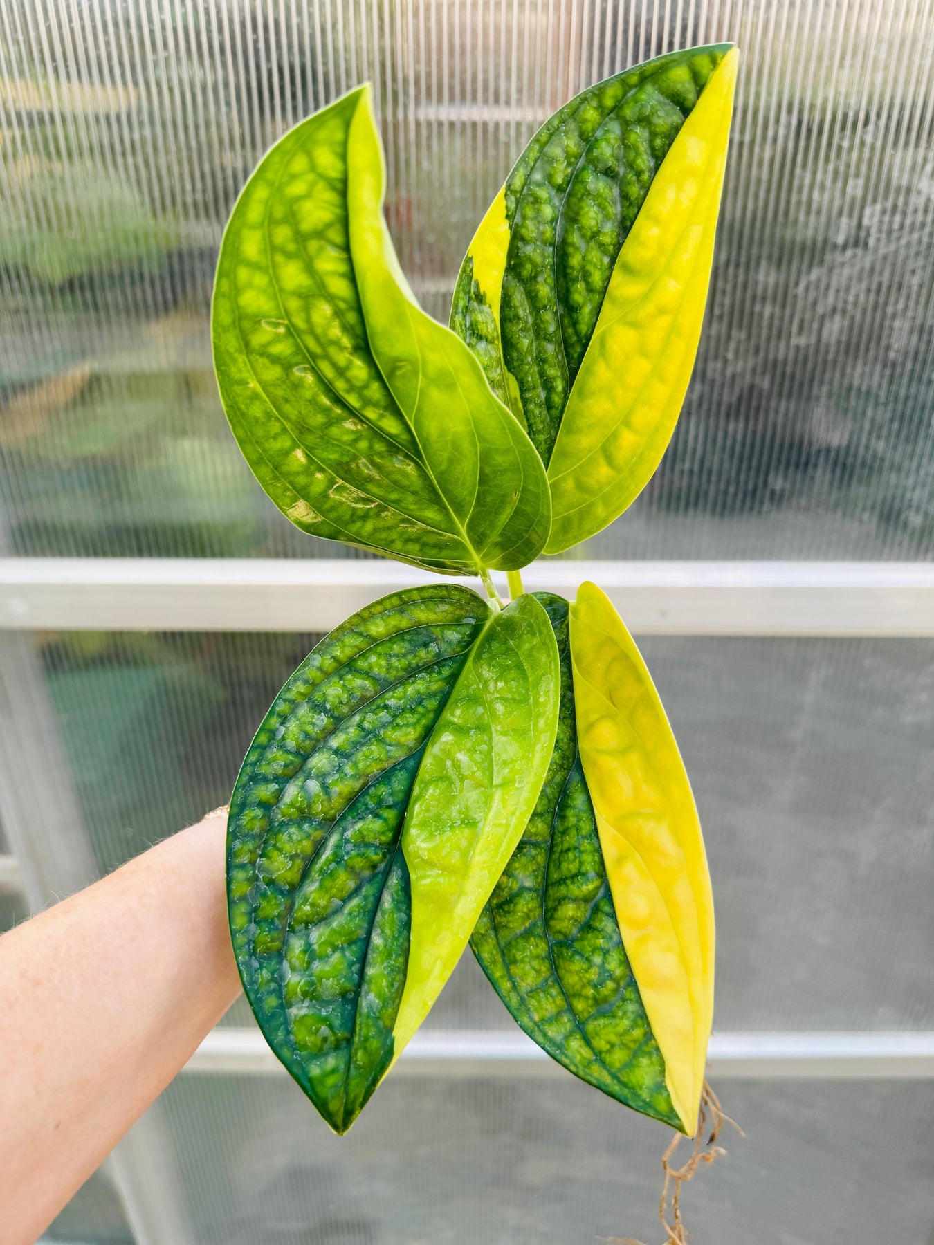 Variegated Monstera Peru – Plant Vault