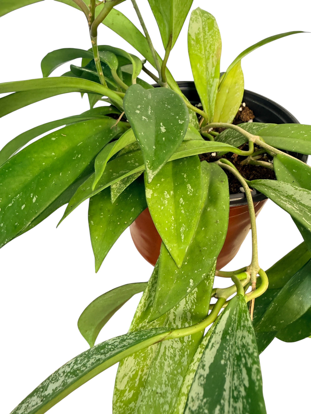 Rare Hoya Pubicalyx Splash
