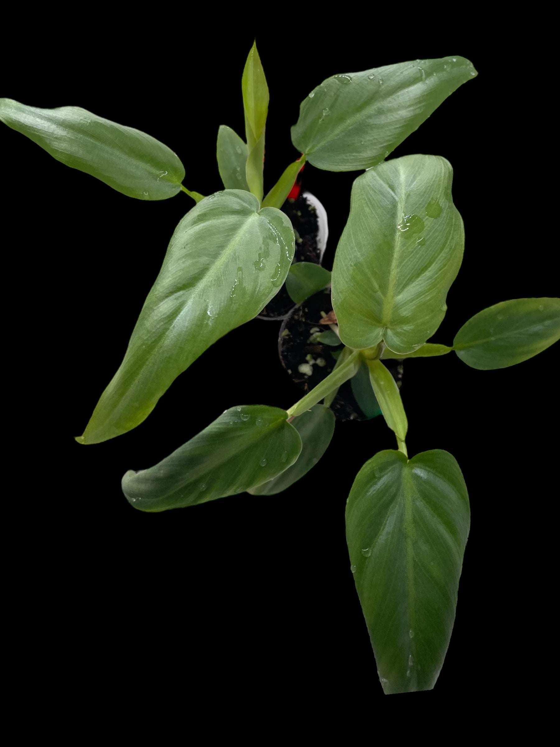 Philodendron Maximum for sale at Plant Vault