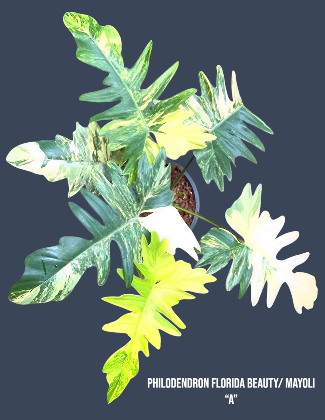 philodendron florida beauty for sale Philodendron Florida Beauty x Mayoi