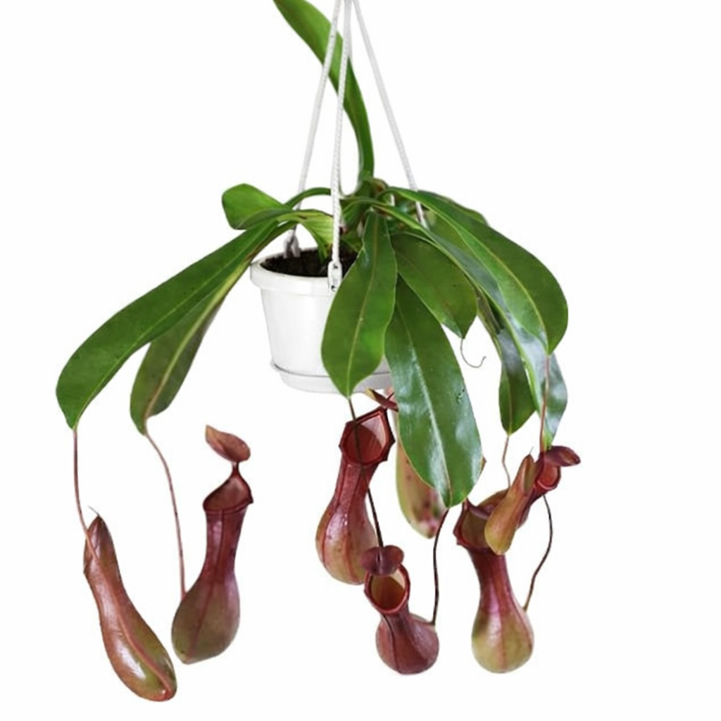 plant monkey Monkey cup plant – Plant Vault