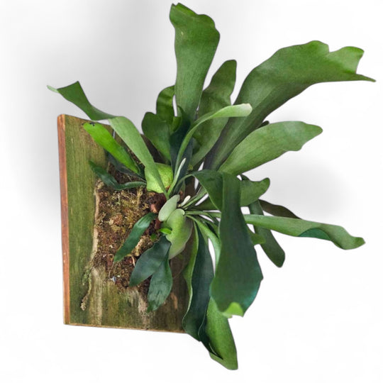 L Staghorn Fern Wall Mount