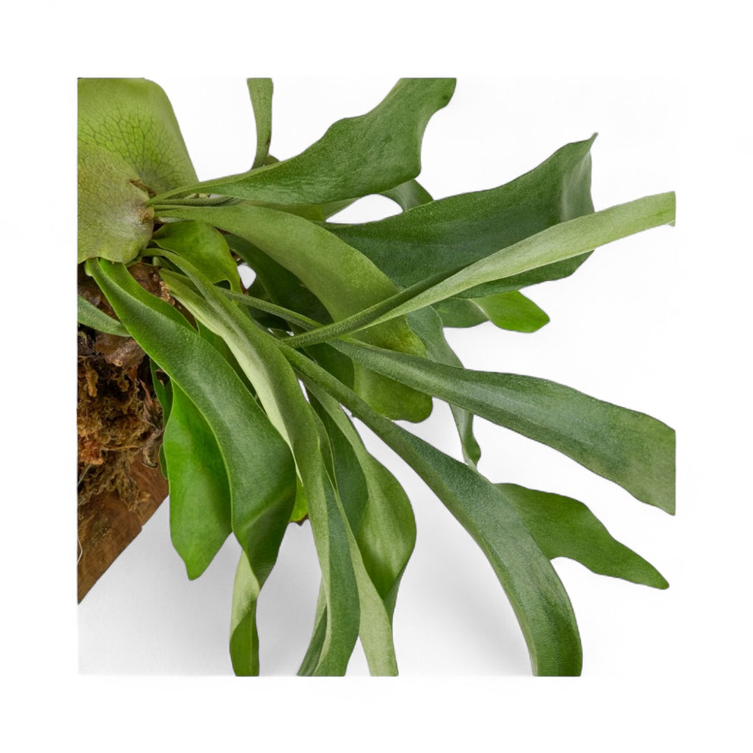 L Staghorn Fern Wall Mount