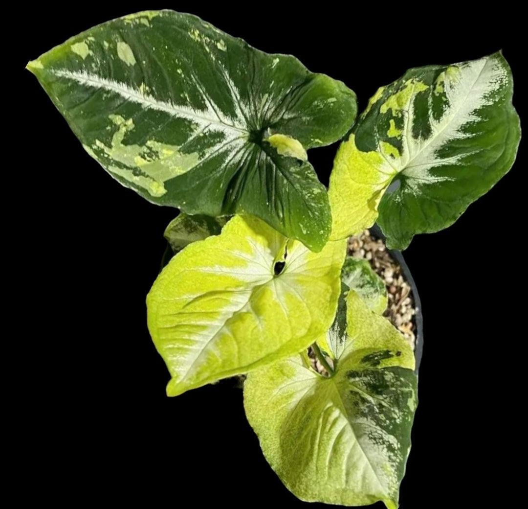 Syngonium Scrambled Eggs for sale at Plant Vault