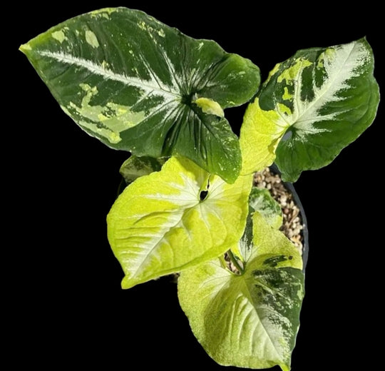 Syngonium Scrambled Eggs for sale at Plant Vault