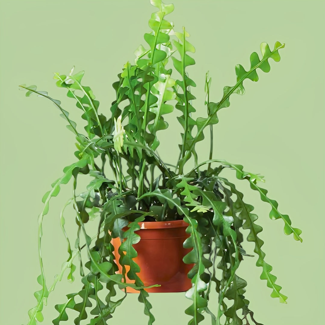 fishtail succulent Ric Rac/ Fishbone Rare Cactus