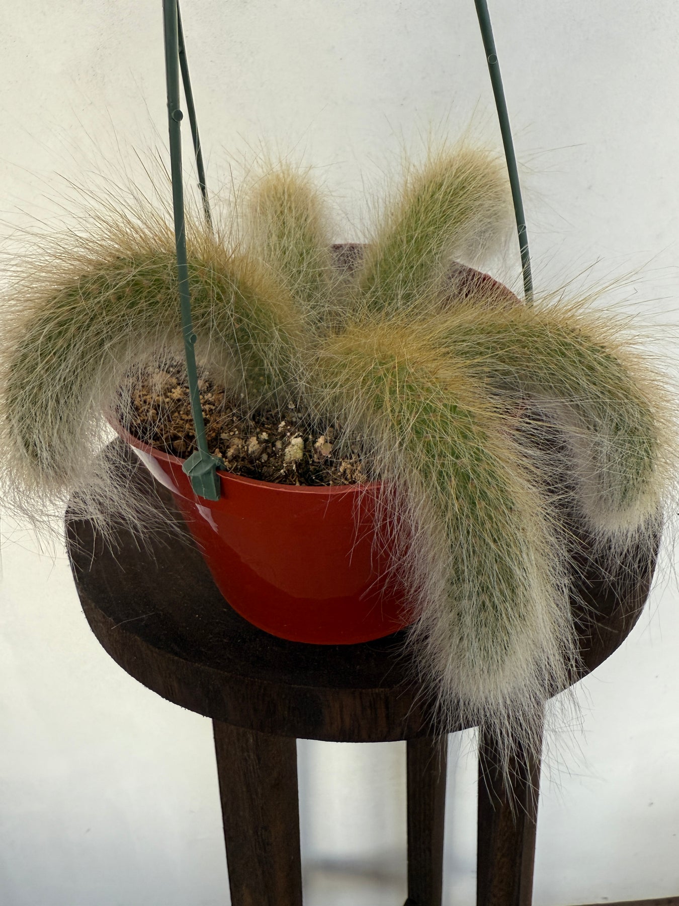 monkey succulent Monkey Tail Cactus