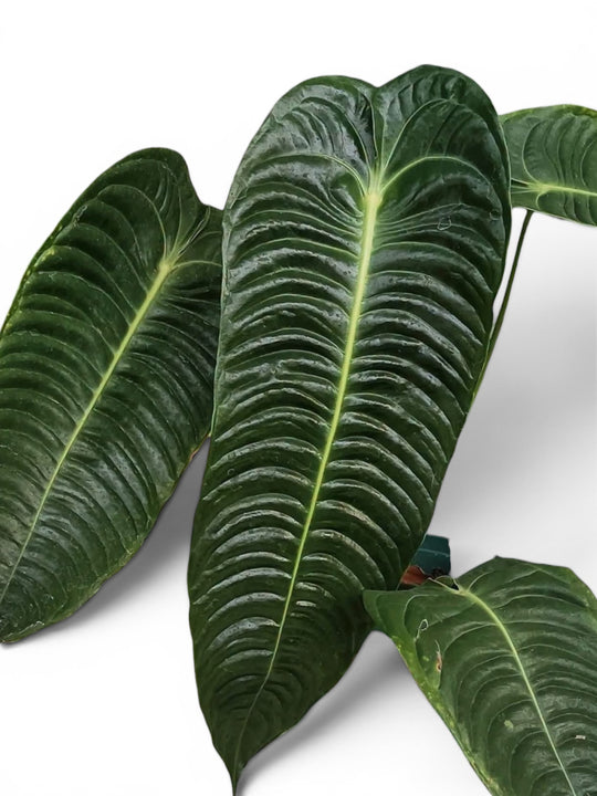 Anthurium King Veichii