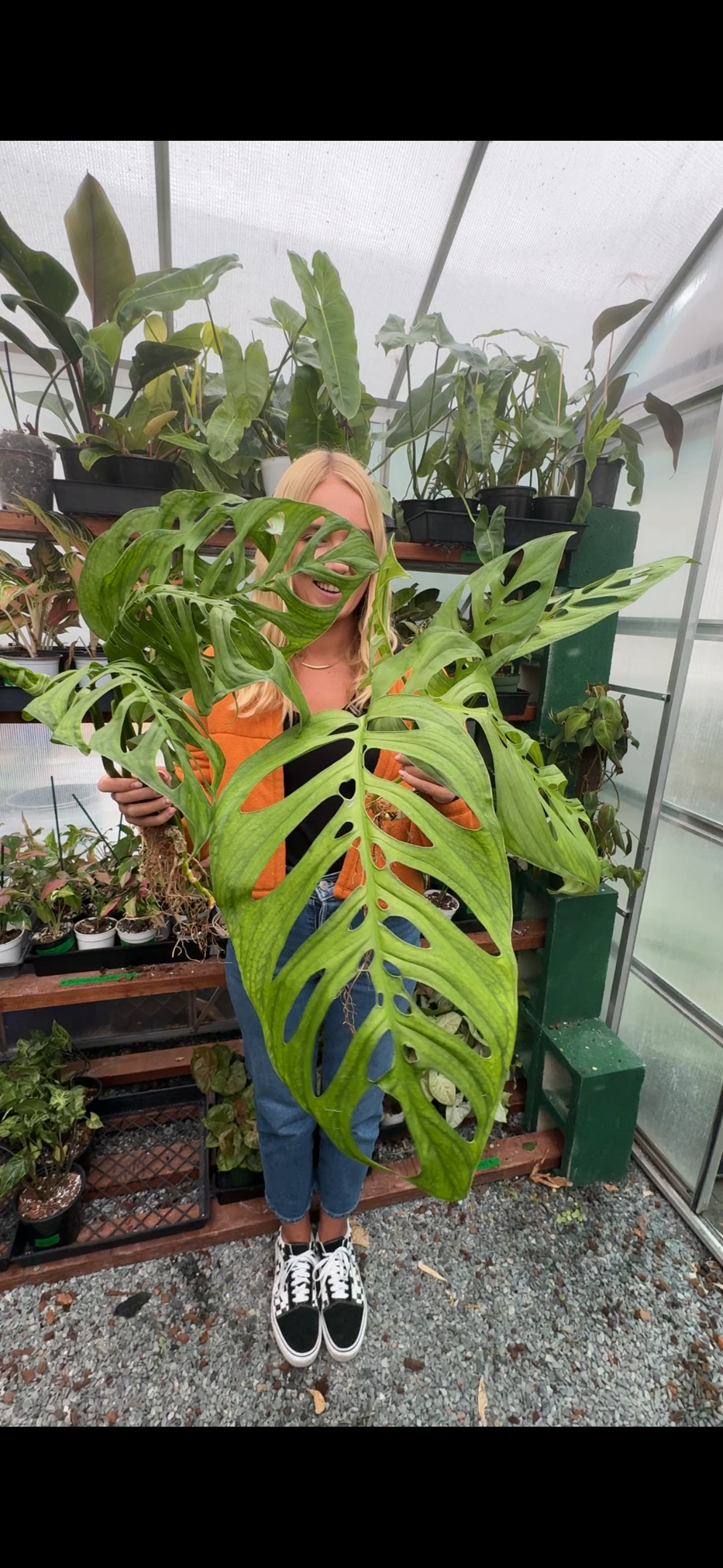 Monstera Esqueleto for sale at Plant Vault 