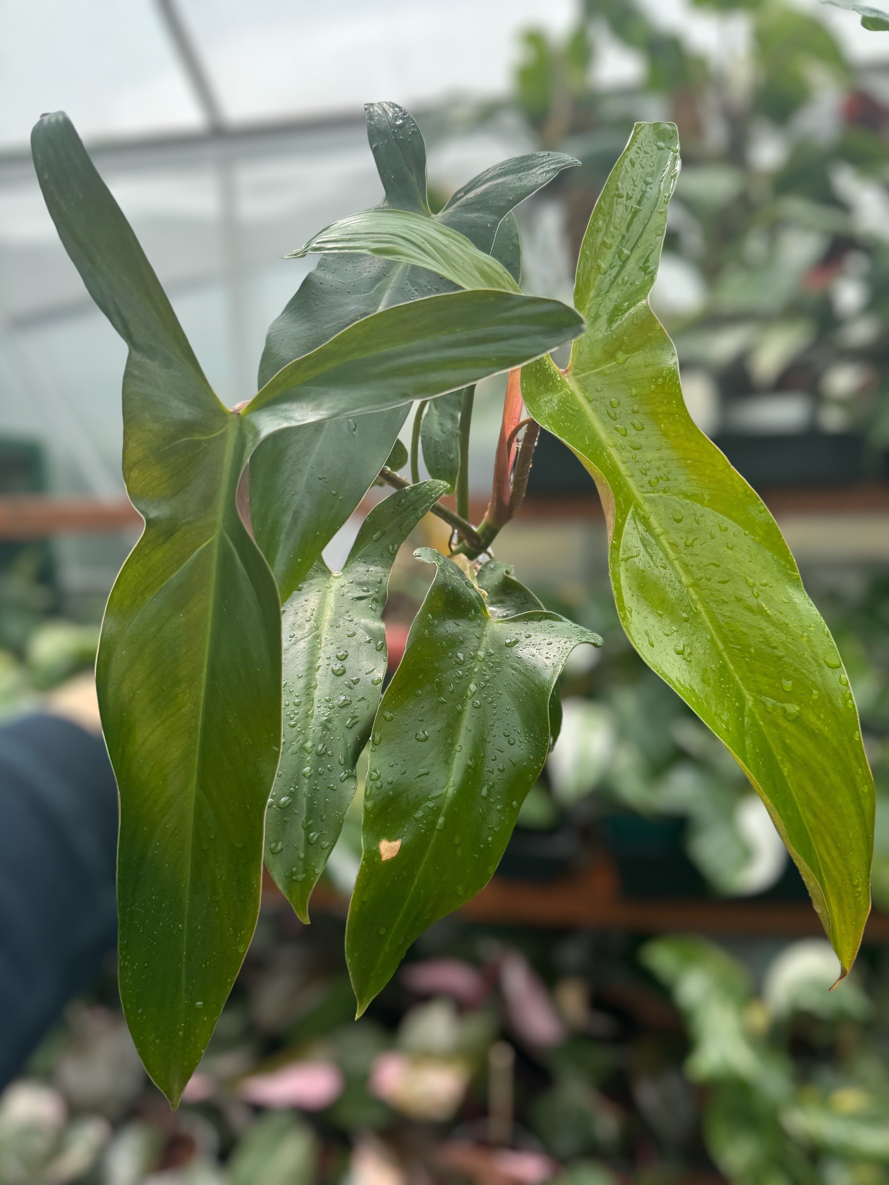 Philodendron Mexicanum Latisagittum for sale at Plant Vault