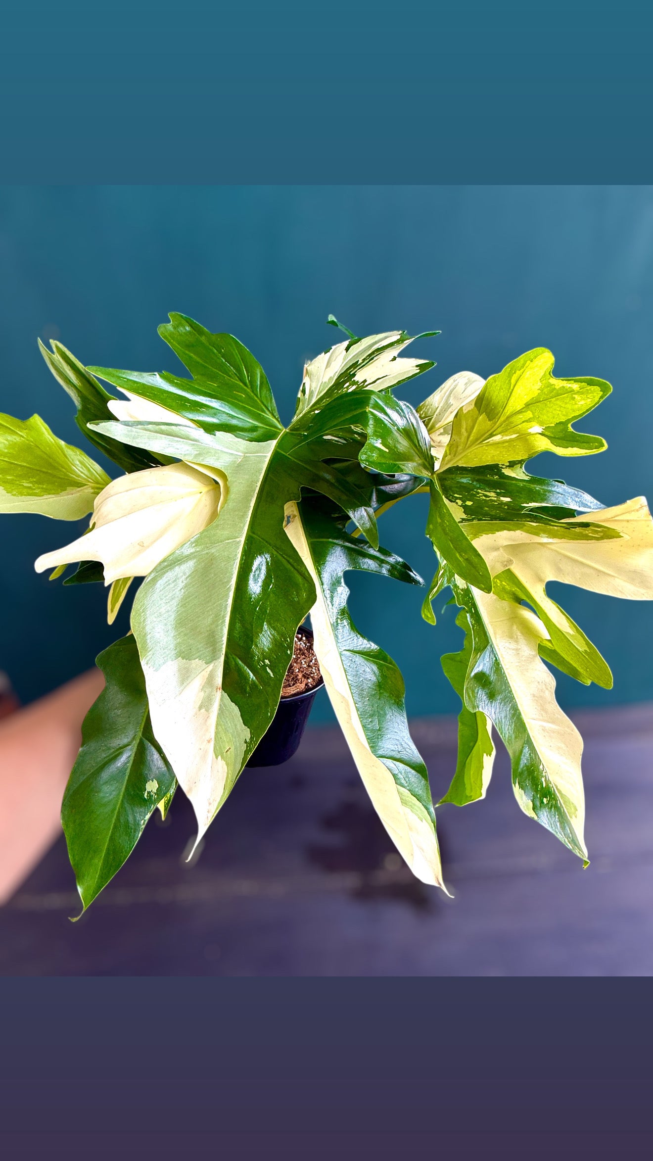 Rare Variegated Golden Dragon for sale at Plant Vault close